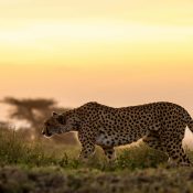 Kenya Big Five Safaris