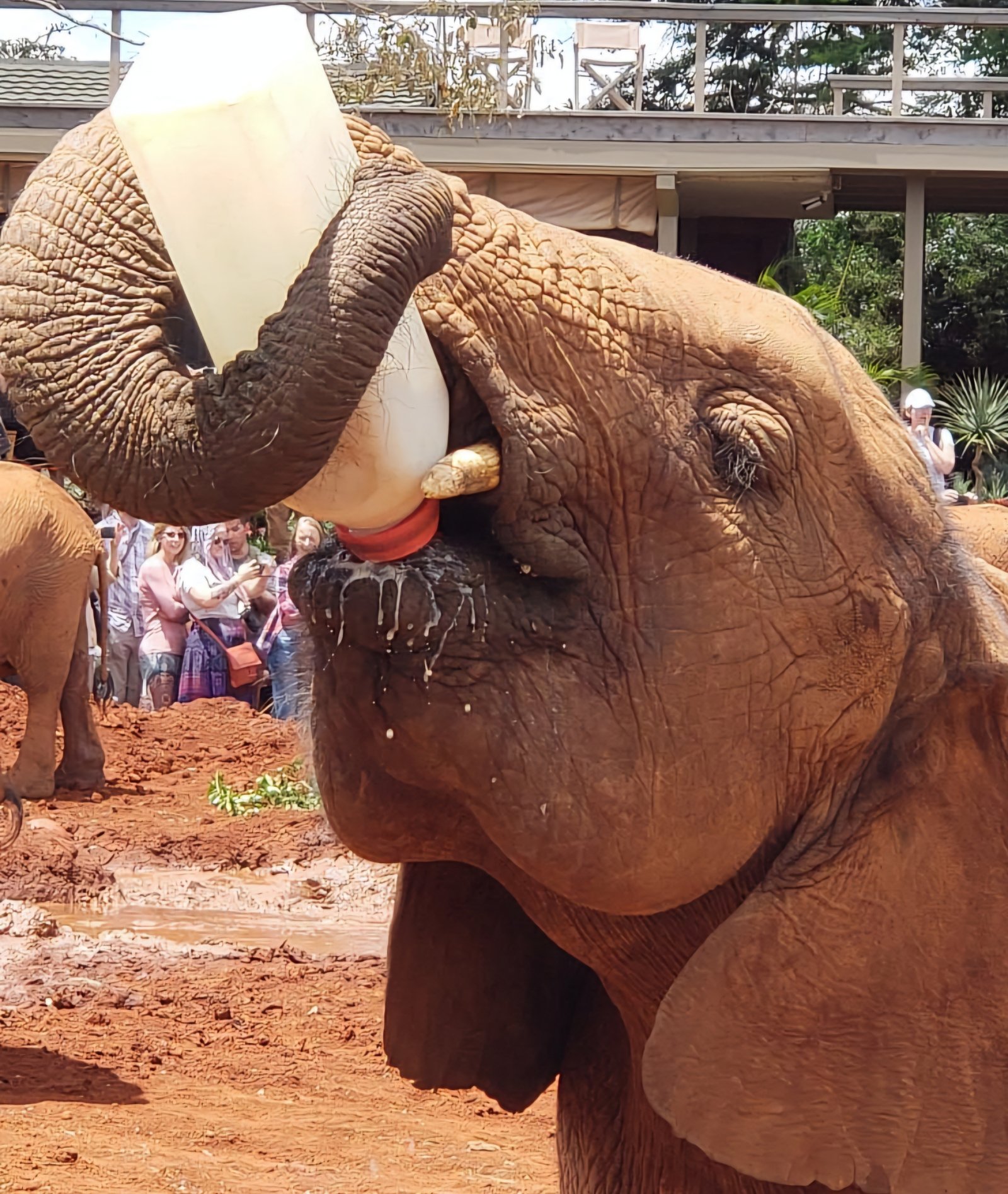 Kenya Conservation Tours