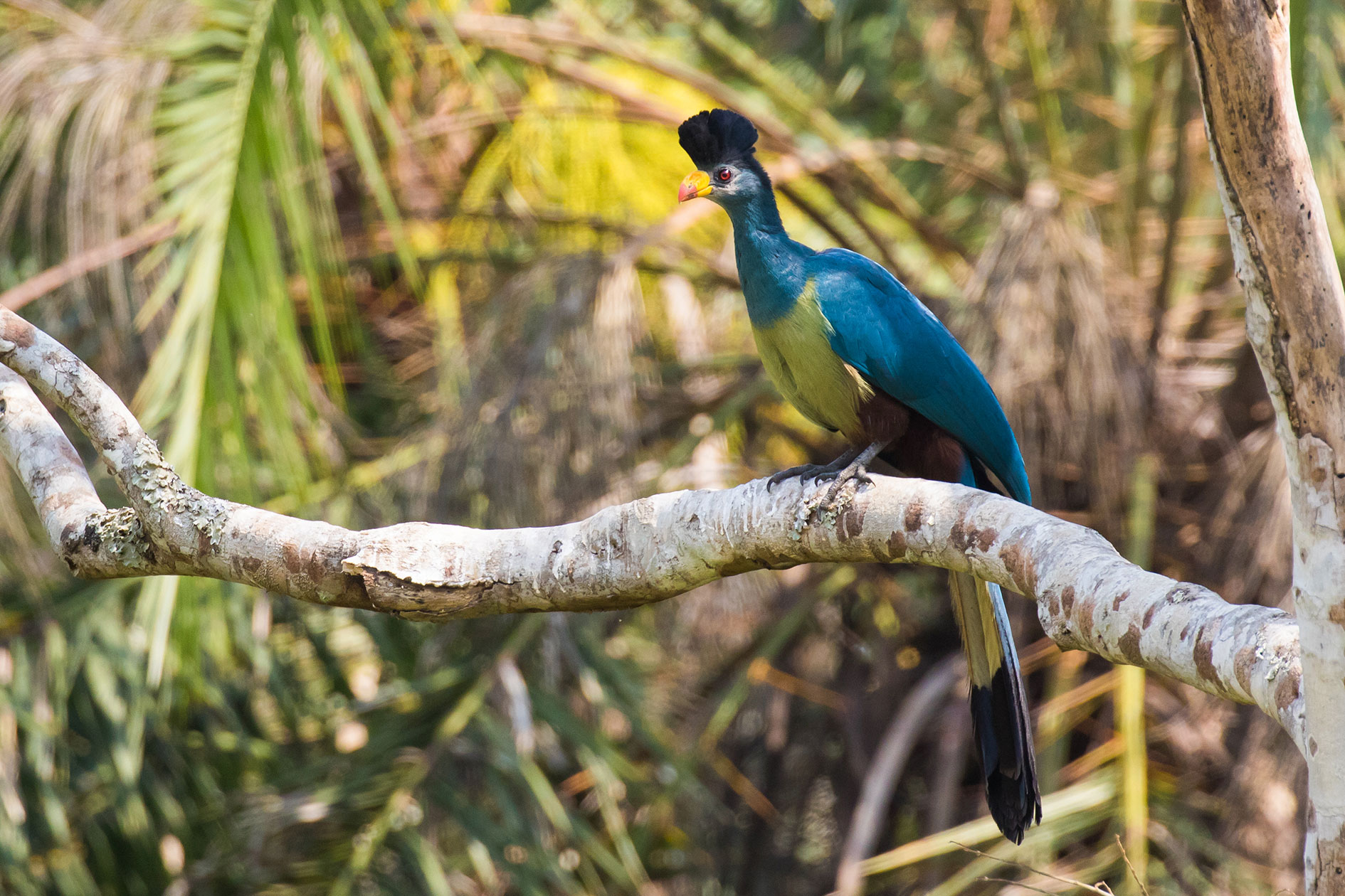 Birding IN Kenya