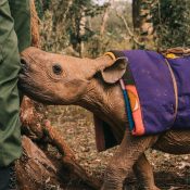 Kenya Conservation tours
