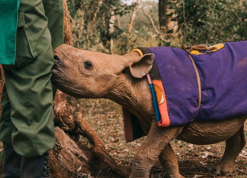 Top 10 Safari Things to Do and See In Nairobi
