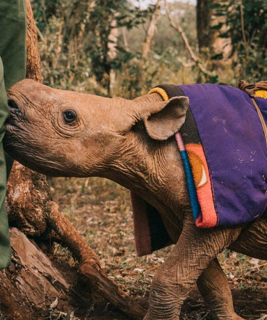 Top 10 Safari Things to Do and See In Nairobi