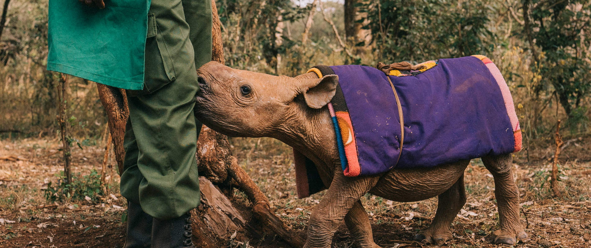Kenya Conservation tours