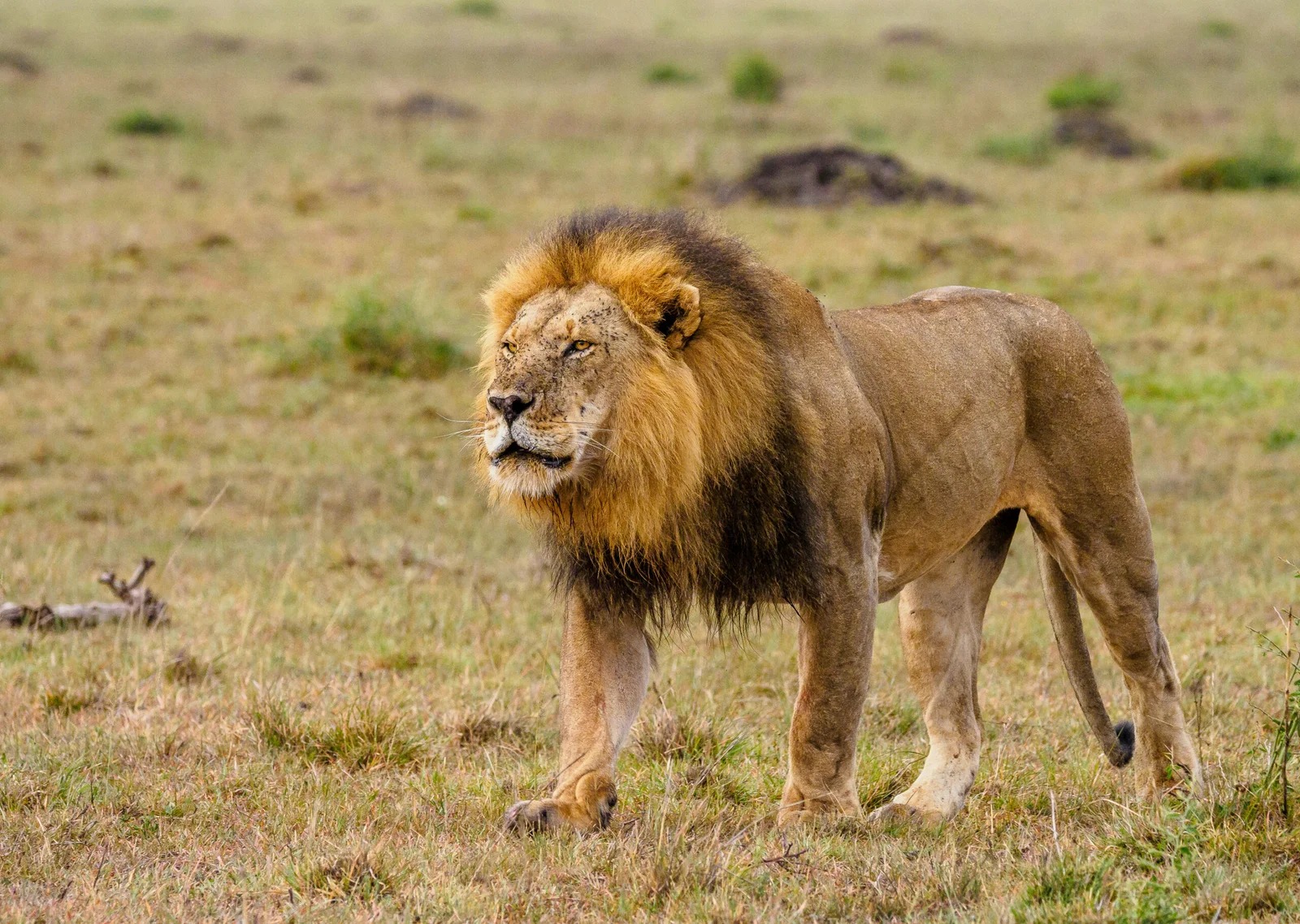 best kenya safari trips