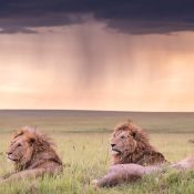masai mara safari 3 days