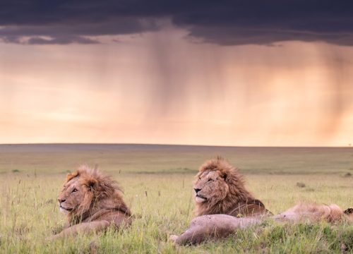 The BEST Guide To Booking Park Entry Fees In Masai Mara