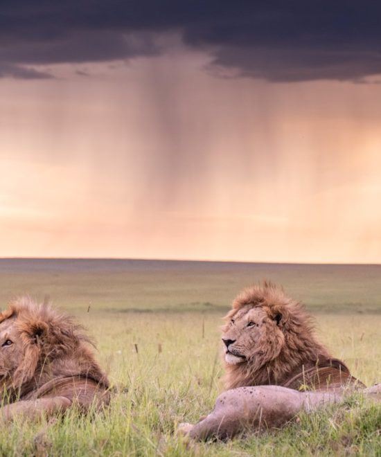 The BEST Guide To Booking Park Entry Fees In Masai Mara